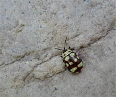 Alagoasa decemguttata