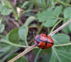 Botanochara planipennis