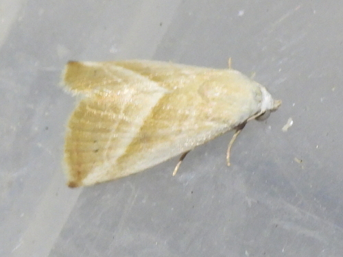 Straight-lined Seed Moth photo 3