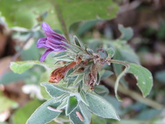 Dyschoriste hirsutissima