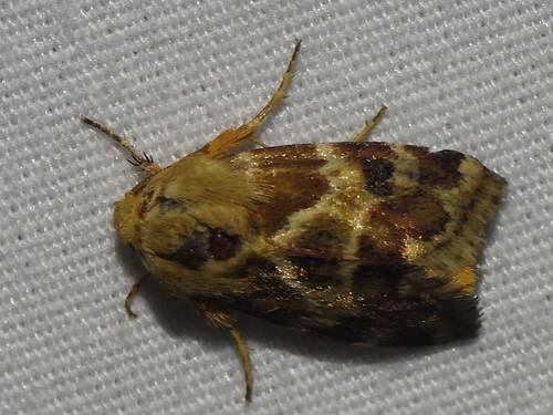 Lynx Flower Moth photo 5