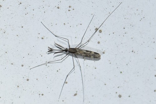 Unknown species found near Mt Washington, Baltimore, MD, USA
