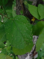 Aceria guazumae
