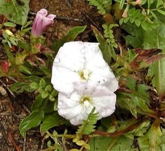 Convolvulus lineatus