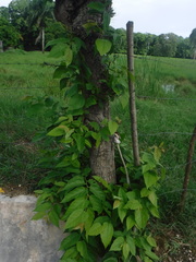 Aceria guazumae