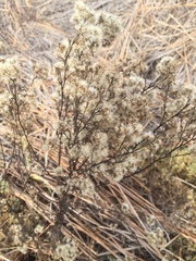 Solidagininae