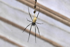 Nephila vitiana