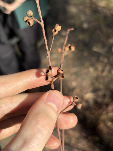 Helidon Mahogany (Eucalyptus helidonica)