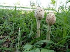 Agaricineae