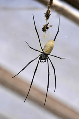 Nephila vitiana