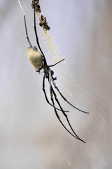Nephila vitiana