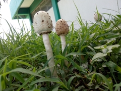 Agaricineae