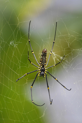 Nephila pilipes
