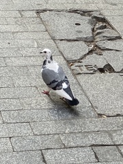 Columba livia domestica