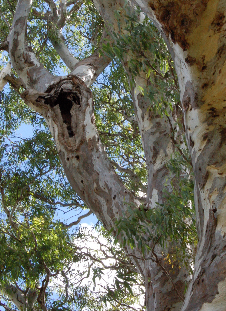 River Red Gum (City of Playford) · iNaturalist