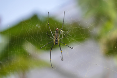 Nephila pilipes