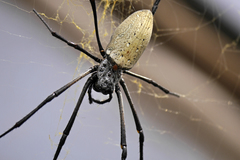Nephila vitiana