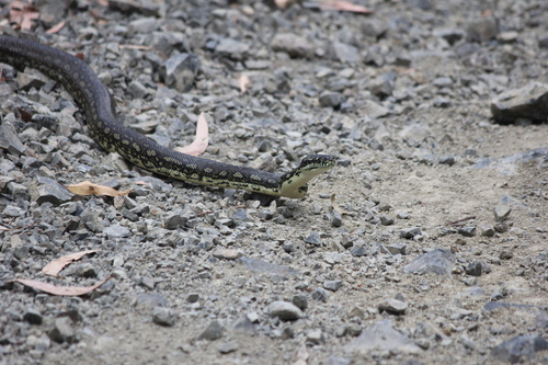 Diamond Python sighting