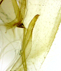 Metarranthis hypochraria