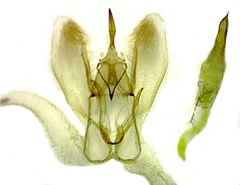 Metarranthis hypochraria