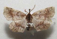 Metarranthis hypochraria