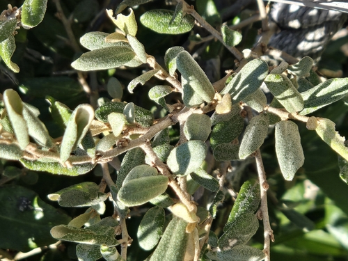 Elaeagnus formosana, photograph 5