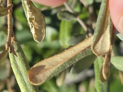 Elaeagnus formosana, photograph 6