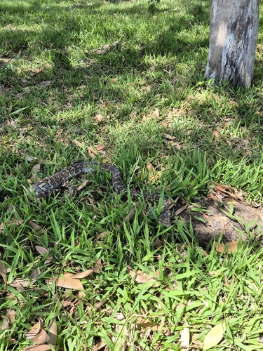 Coastal Carpet Python sighting