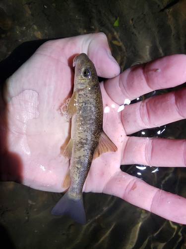 Bridgelip sucker (Catostomus columbianus) — Catostomidae — 3