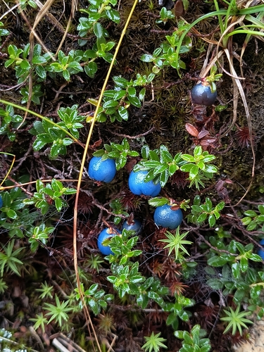Himalayan snowberry