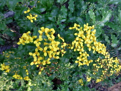 Brachyglottis perdicioides