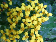 Brachyglottis perdicioides