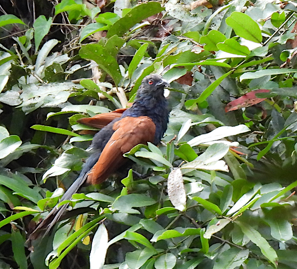 Greater Coucal from Kitulgala, Sri Lanka on October 17, 2025 at 08:40 ...