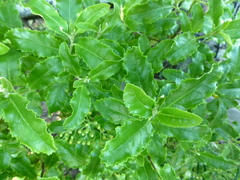 Brachyglottis perdicioides