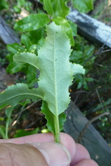 Brachyglottis perdicioides