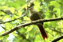 Syndactyla rufosuperciliata