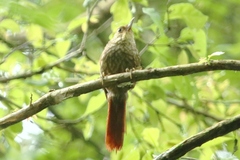 Syndactyla rufosuperciliata