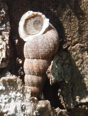 Chondropoma