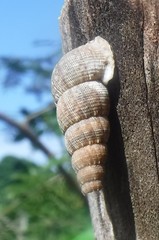 Chondropoma
