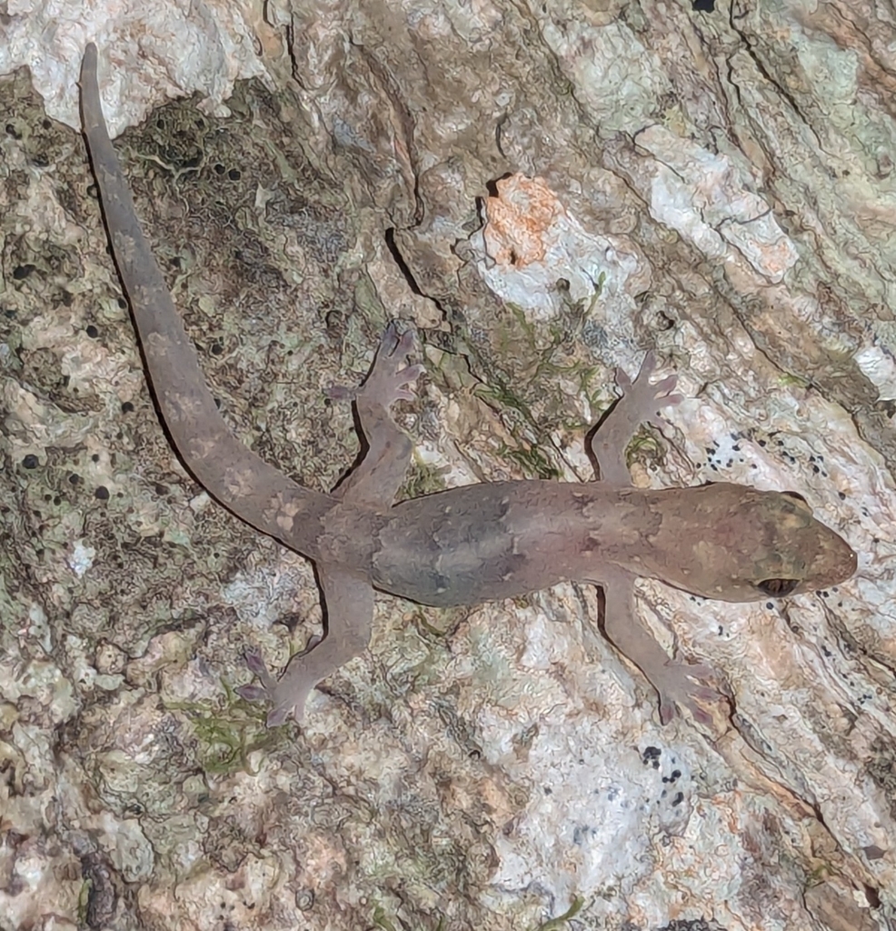 New Caledonian Brown Geckos