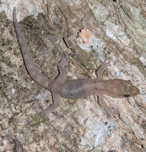 Bavayia campestris
