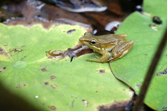 Chalcorana chalconota