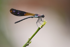 Heliocypha fenestrata