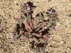 Collomia diversifolia