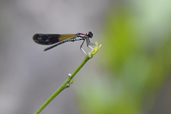 Heliocypha fenestrata