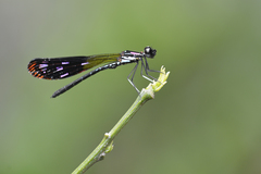 Heliocypha fenestrata