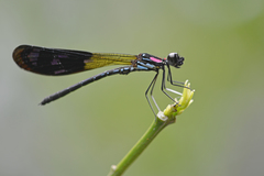 Heliocypha fenestrata