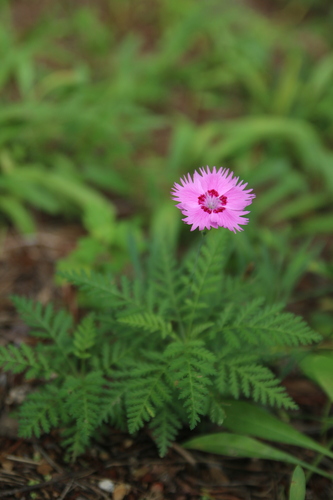 Chinese-pink