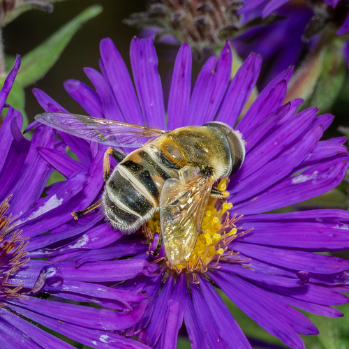 Unknown species found near Minnesota Landscape Arboretum, Carver, Minnesota, United States