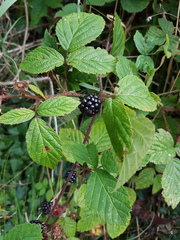 Rubus dasyphyllus